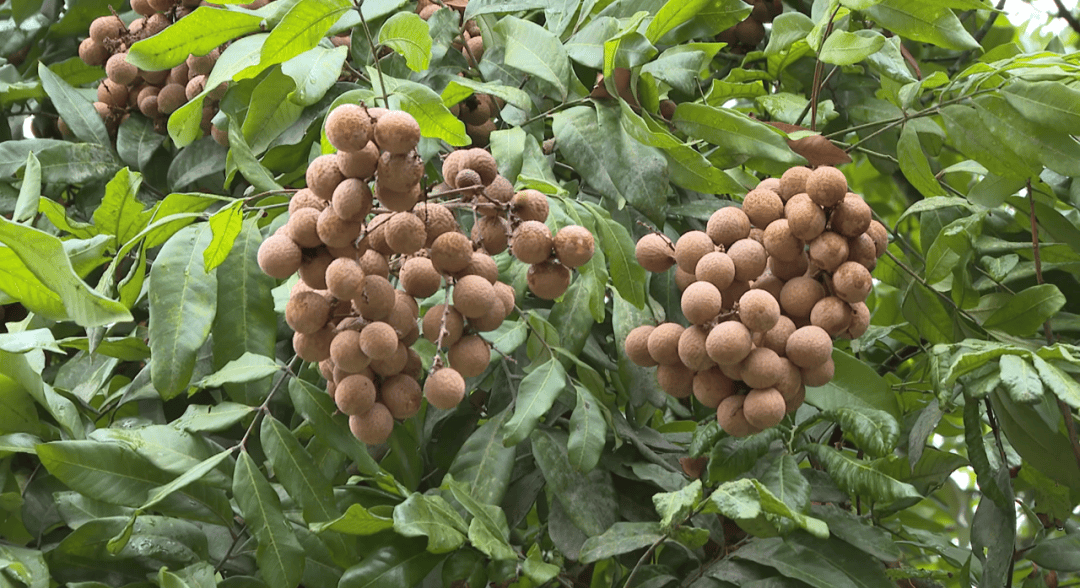 ！他们用手机“丰收”204亿元！刷屏了！丰都田里的“新农人”火了(图5)